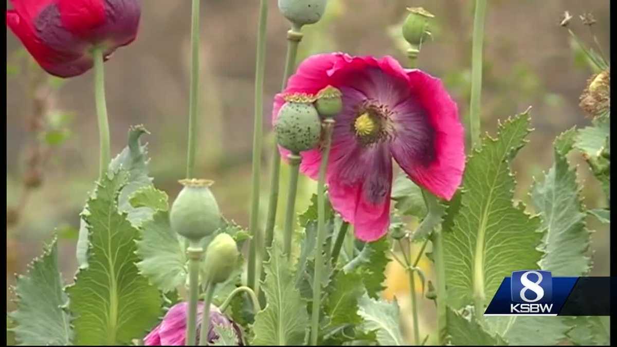 Monterey County Deputies Unearth More Opium Poppy Fields