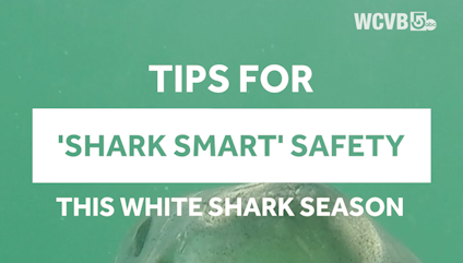 Top tips for staying 'Shark Smart' this great white season