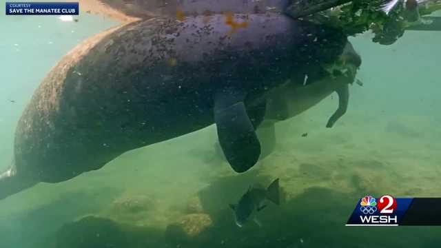 Save the Manatee Club warns against feeding sea cows - Vimarsana News