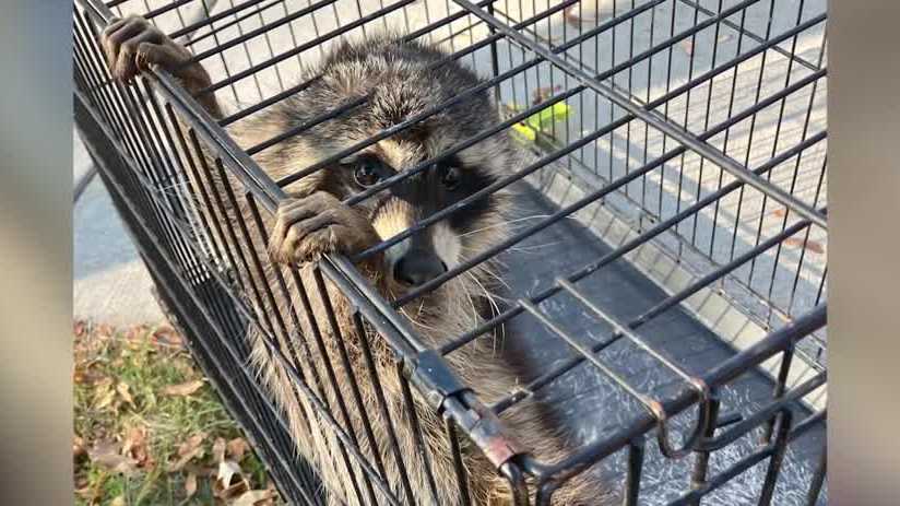 Distemper outbreak in Milwaukee raccoons reaches record levels
