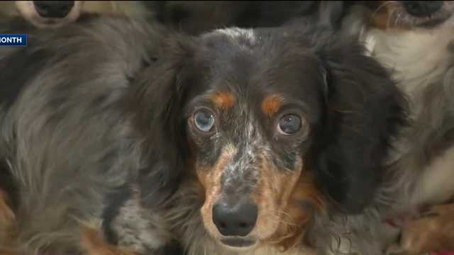 North Fayette dogs in deplorable conditions: Charges filed - Vimarsana News