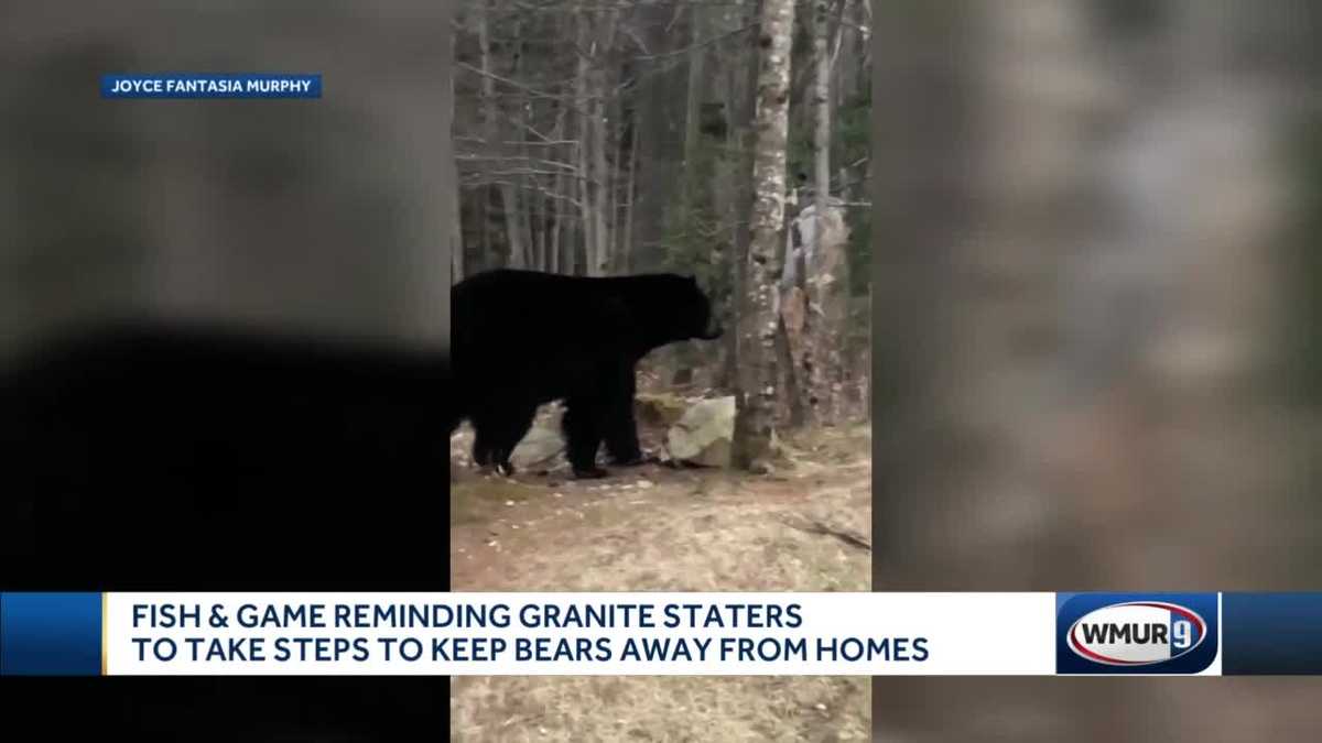 NH bear warning Officials say bird feeders should be taken down