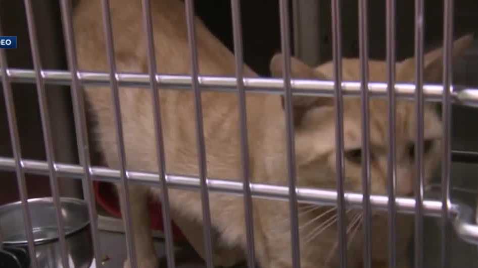 Louisville Metro Animal Services waiving fees to maintain 'no kill' status