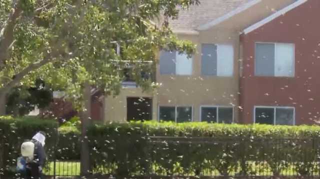 Experts warn of increased pest activity in Florida due to El Niño