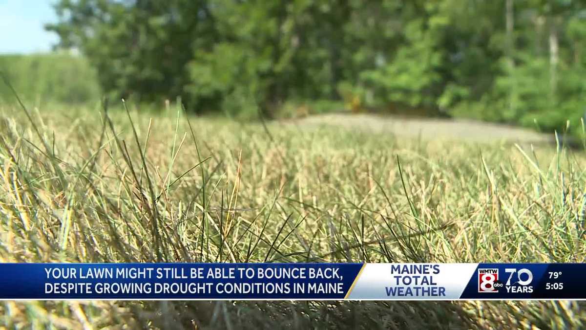 Keeping your grass healthy as drought conditions set in