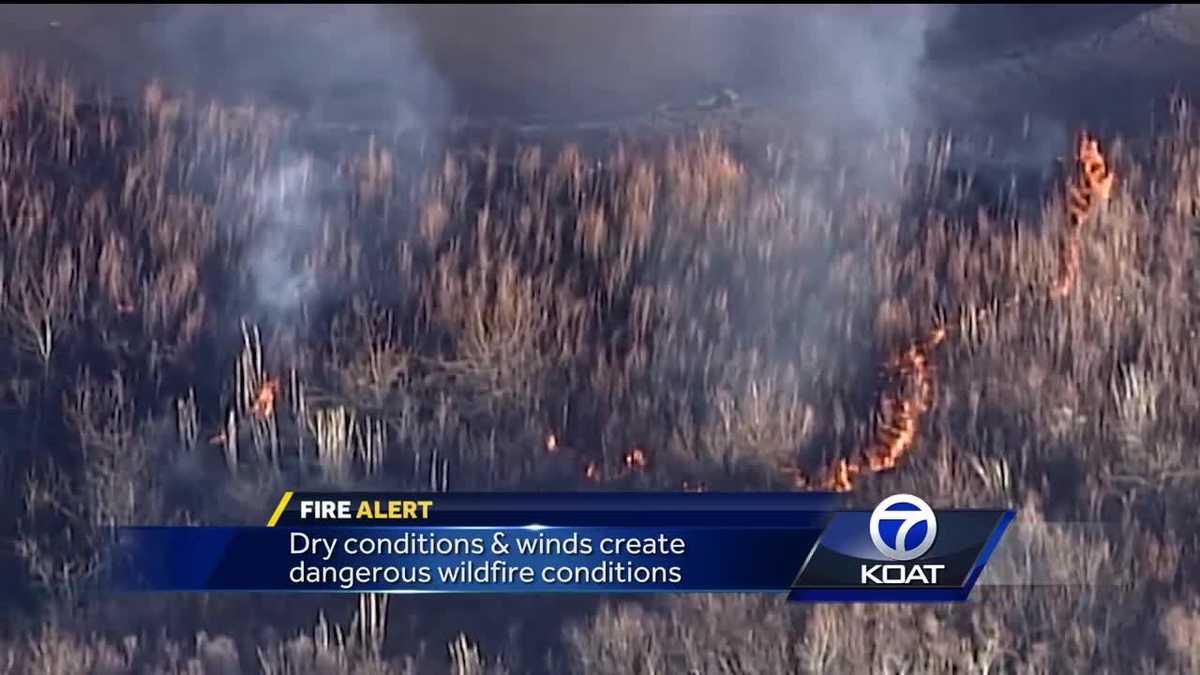 VIDEO Bosque Fire