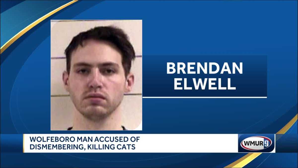 NH man accused of dismembering, killing more than a dozen cats