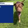 Pet Connection: Puppies and kittens, oh my!