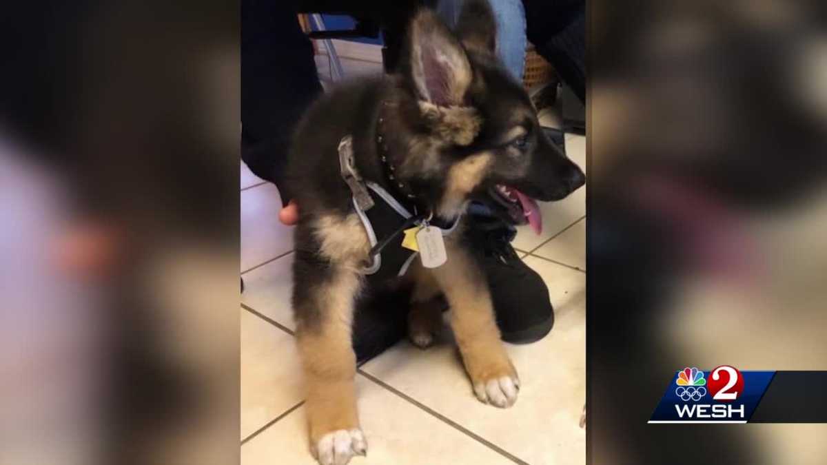 Puppy stolen from car dealership lot in Volusia County, officials say