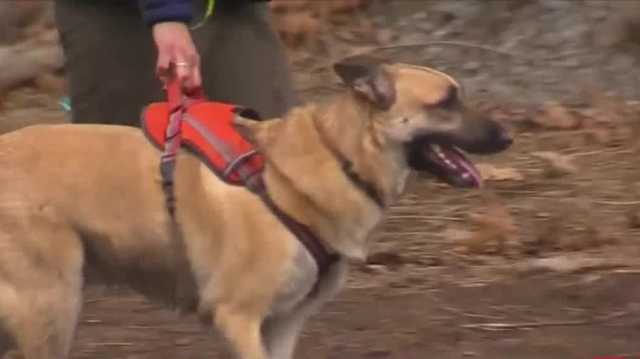 Woman at Middlesex Fells Reservation assaulted after confrontation about dogs - Vimarsana News