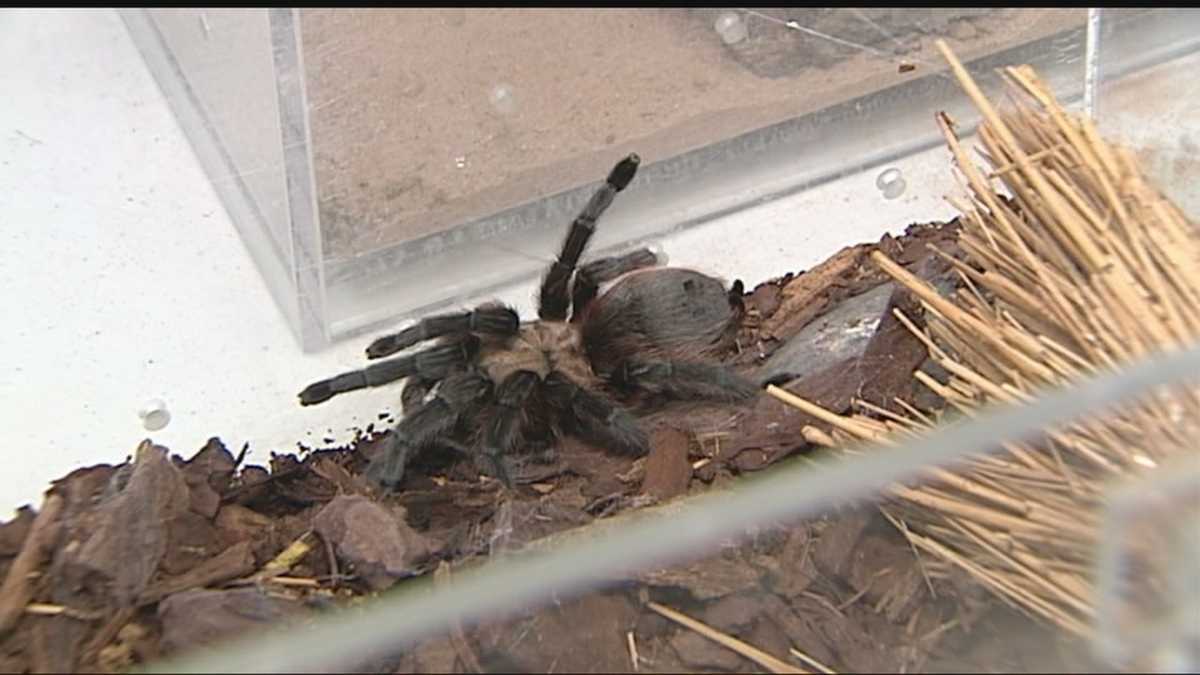 It’s tarantula season in Oklahoma