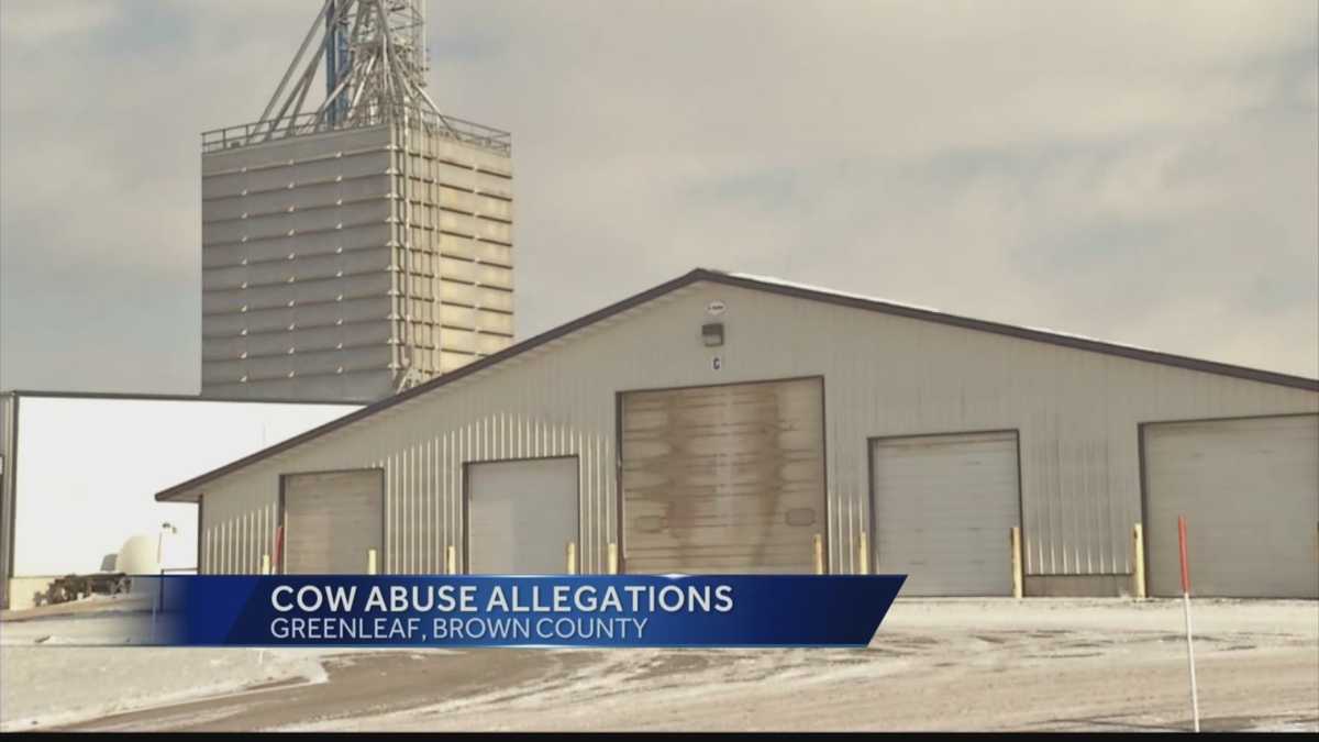 Wisconsin farm fires workers for beating dairy cows