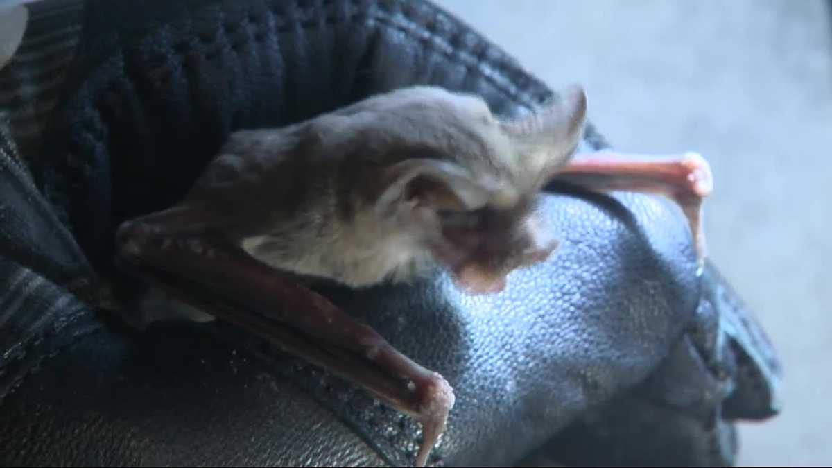 Large bat swarm hides out in Yolo County overpass