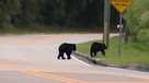 florida black bears Florida black bears