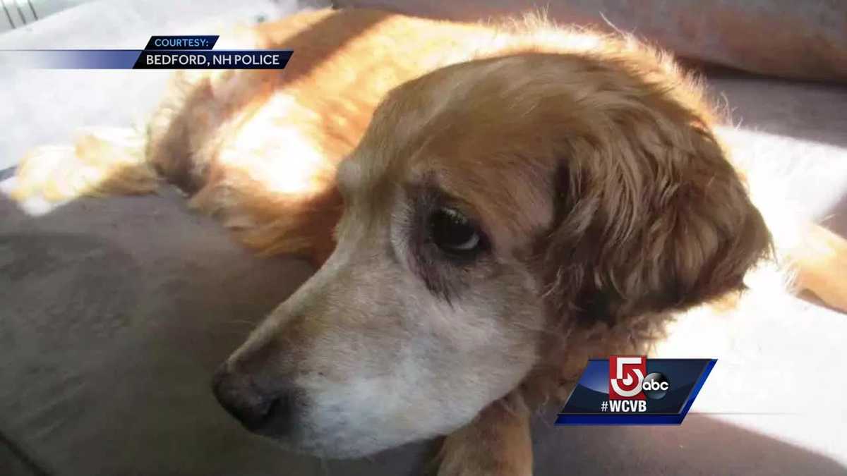 Vet forced to euthanize dog found abandoned outside shelter