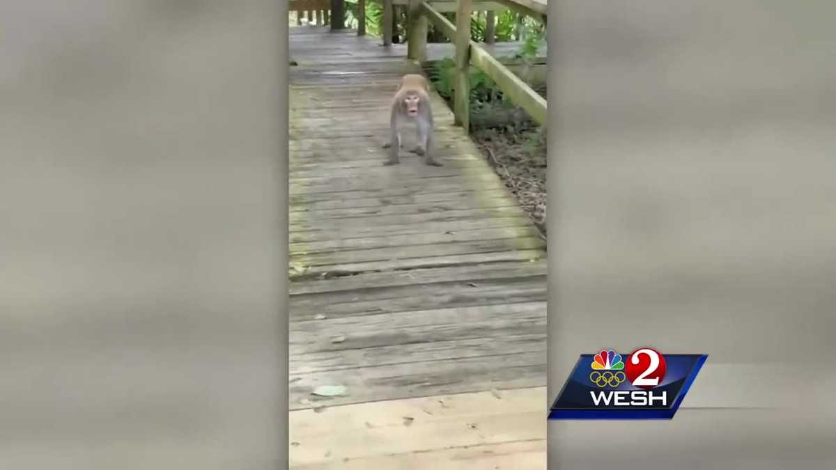 Wild monkeys in Marion County could carry dangerous herpes virus, CDC says