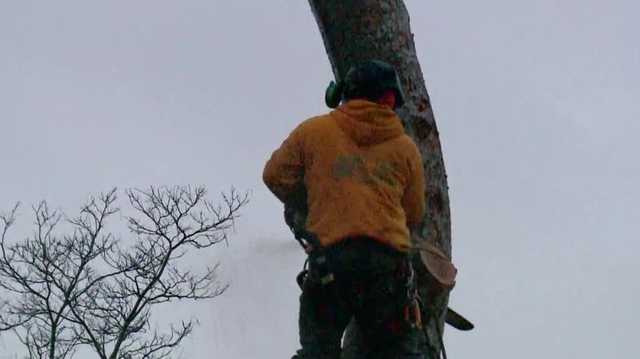 What happens to trees in Sacramento area after they topple over? - Vimarsana News