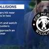 Drivers in central NM urged to watch out for bears after several killed in last few weeks