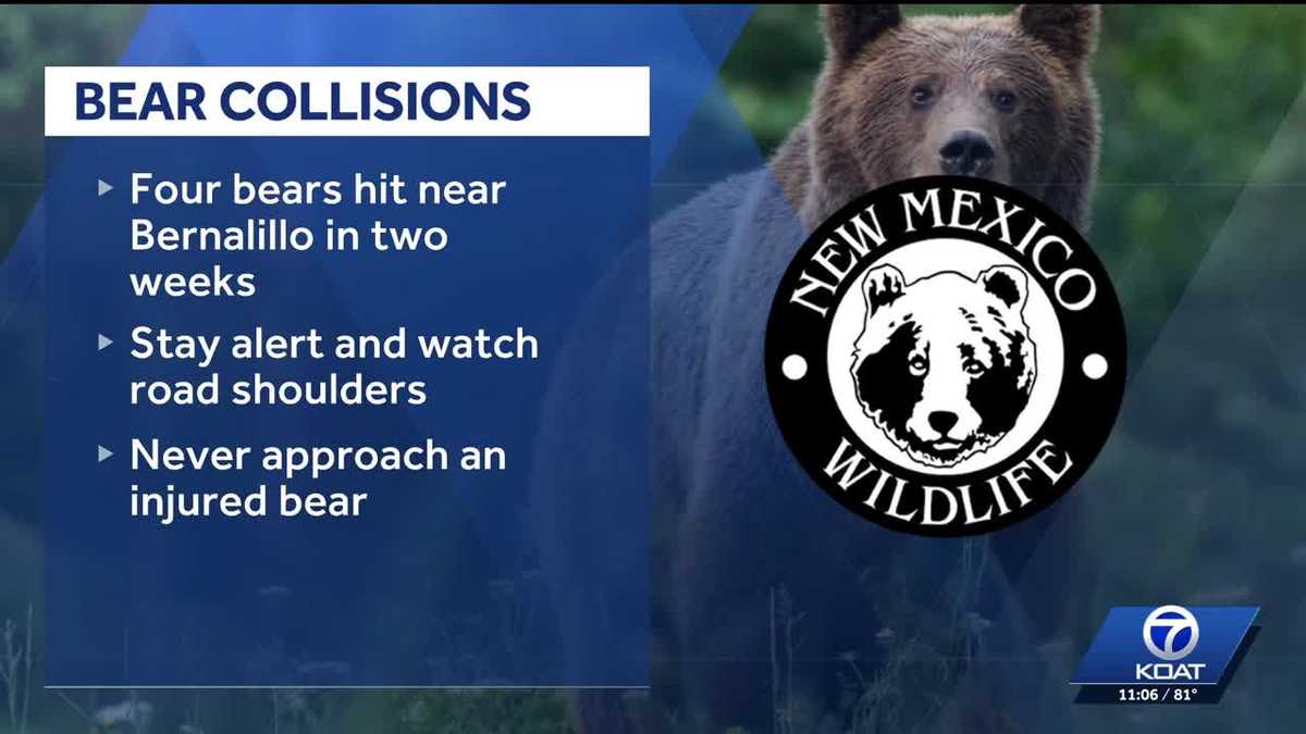 Drivers in central NM urged to watch out for bears after several killed in last few weeks