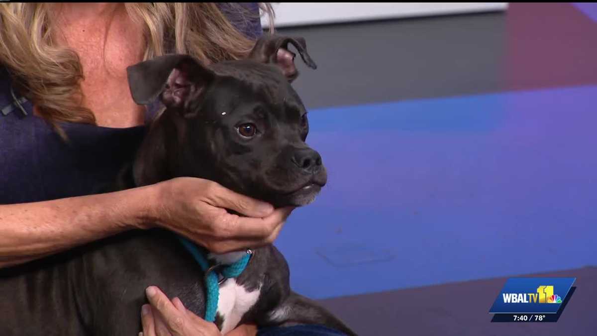 Harford Humane Society: Puppy with a LOT of energy is ready for adoption!