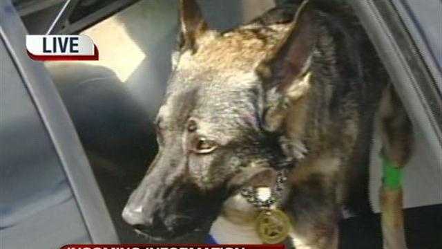 Injured police dog released from hospital