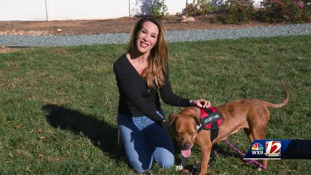 North Carolina: How the Forsyth Humane Society's Dog Day Out program improve the life of shelter dogs - Vimarsana News