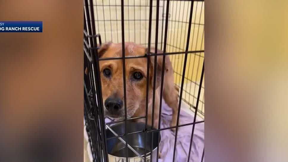 Big Dog Ranch Rescue performs lifesaving procedure on Florida dog