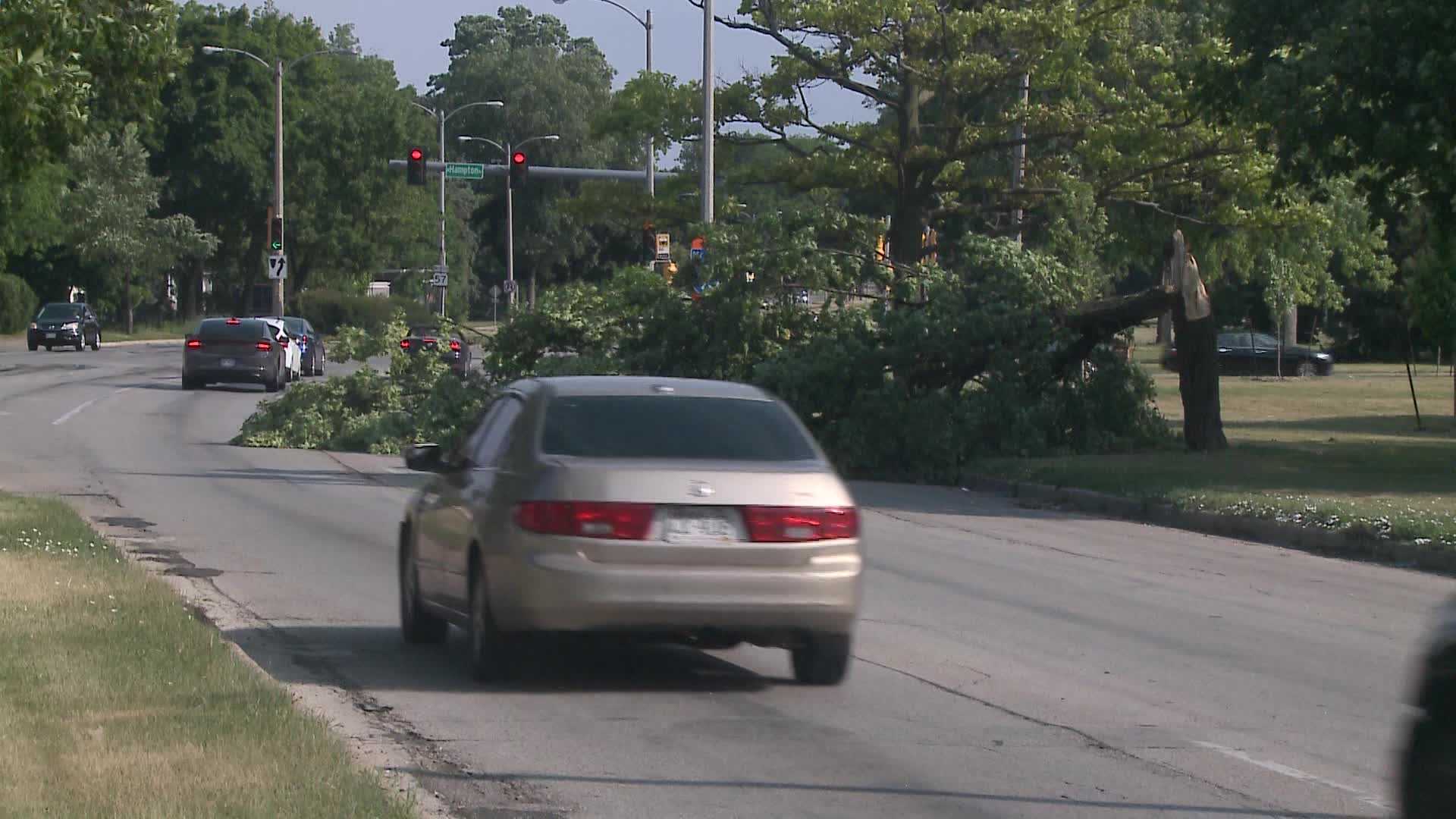 Drivers dodge downed trees following overnight rain & wind - Vimarsana News
