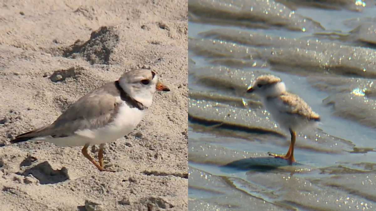 Maine sees record piping plover numbers during 2026 season