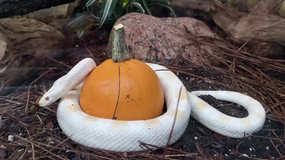 Cuteness Alert!!! The Florida Aquarium animals celebrate Halloween with
