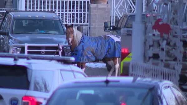 des moines barn fire leaves several horses dead