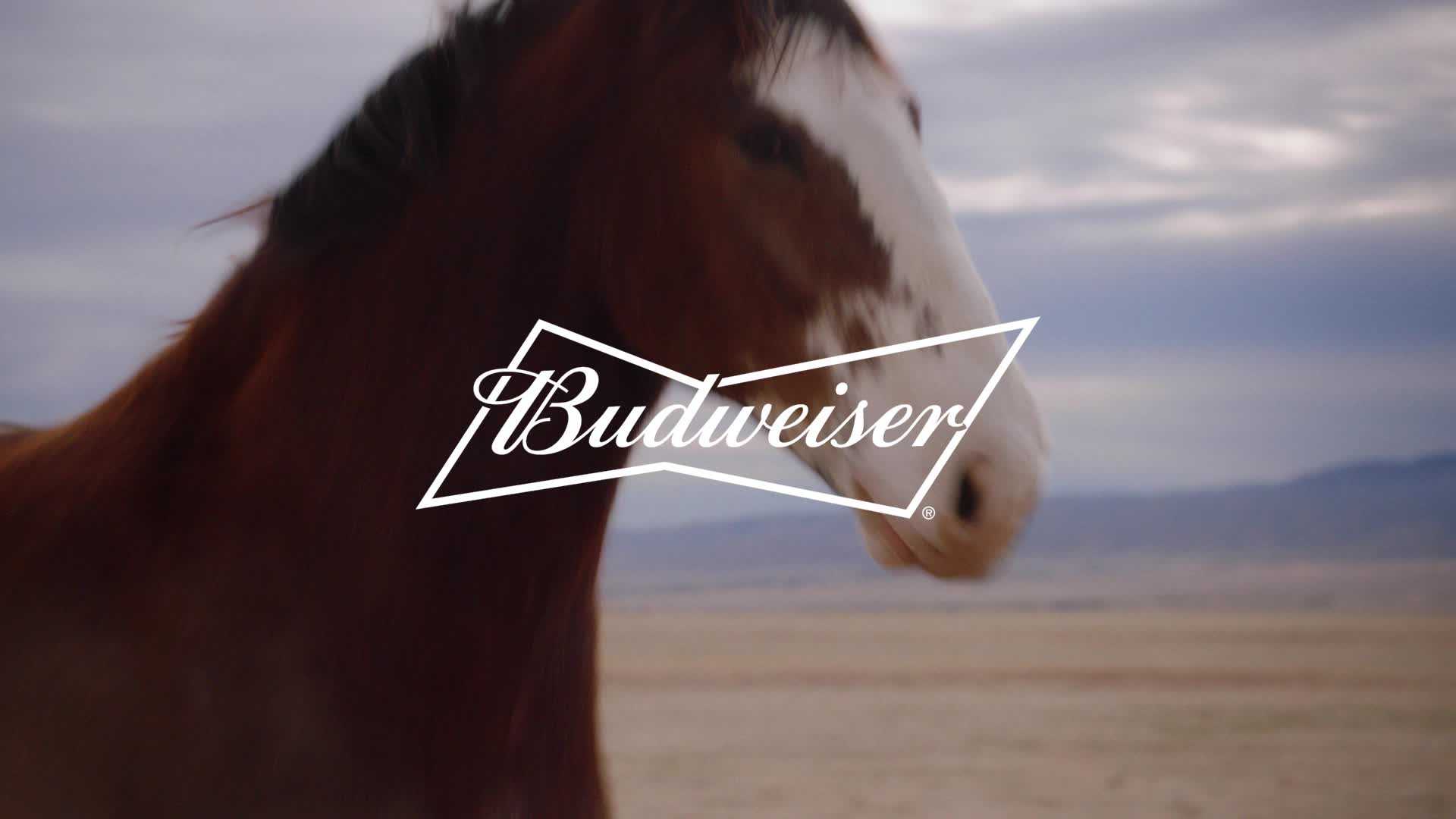 Budweiser Debuts Super Bowl Clydesdales Commercial