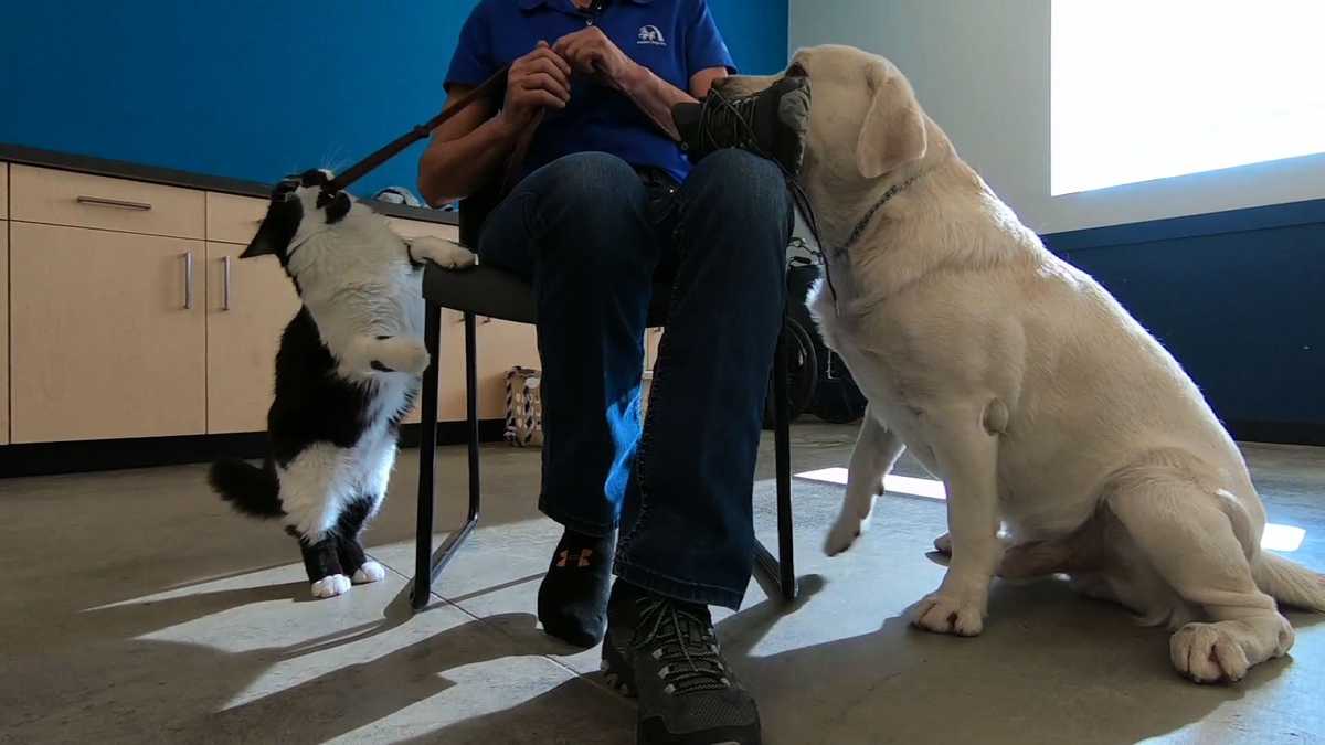 Cat Named D-O-G is star trainer for support dogs