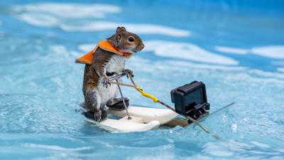 Waterskiing squirrel back in action, preparing for 40th anniversary tour