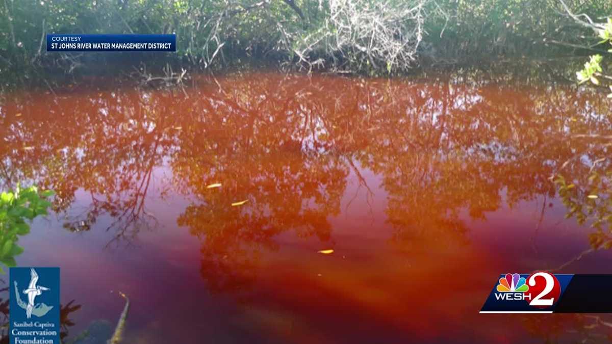 Red algae shows up in Indian River Lagoon