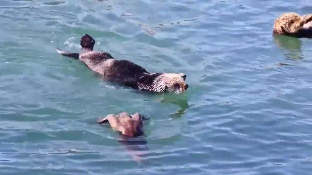 Central Coast experts alarmed by Endangered Species Act changes - KSBW