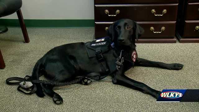 School Resource Officer working with therapy dog in Bullitt County - Vimarsana News