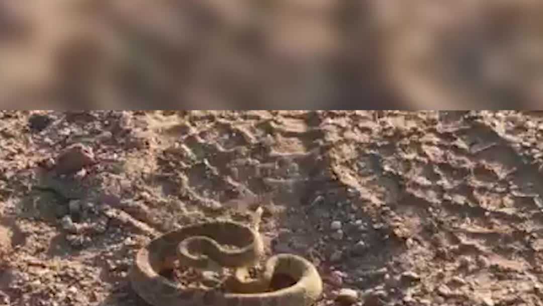 Rattlesnake warning caught on camera