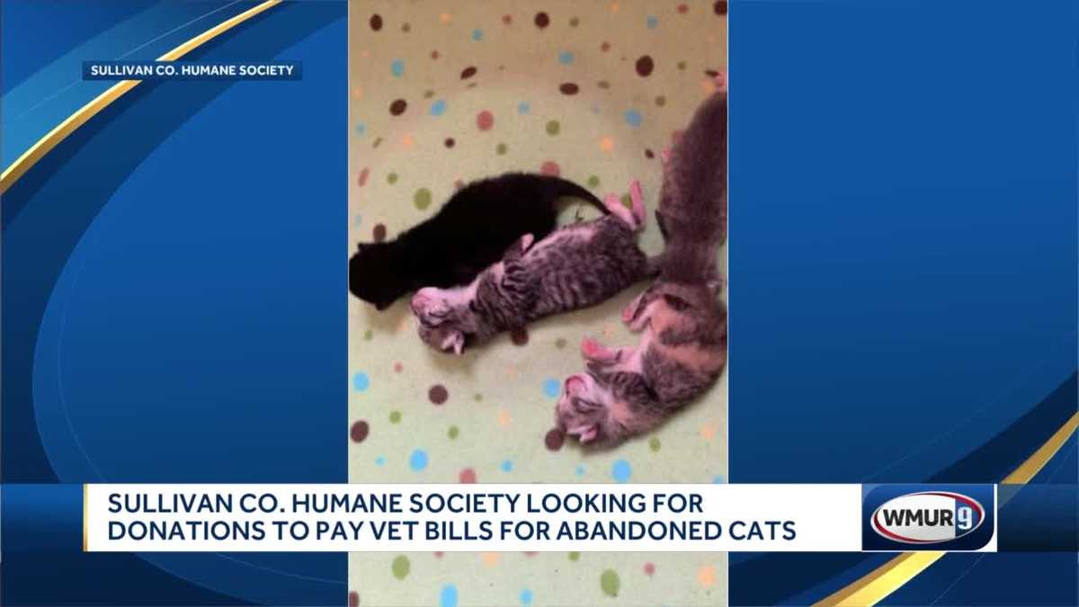Humane society seeks donations after cat, kittens abandoned