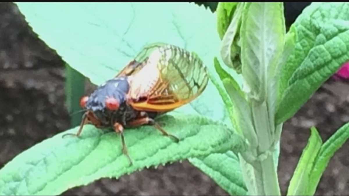 Redeyed cicadas hatching across Oklahoma