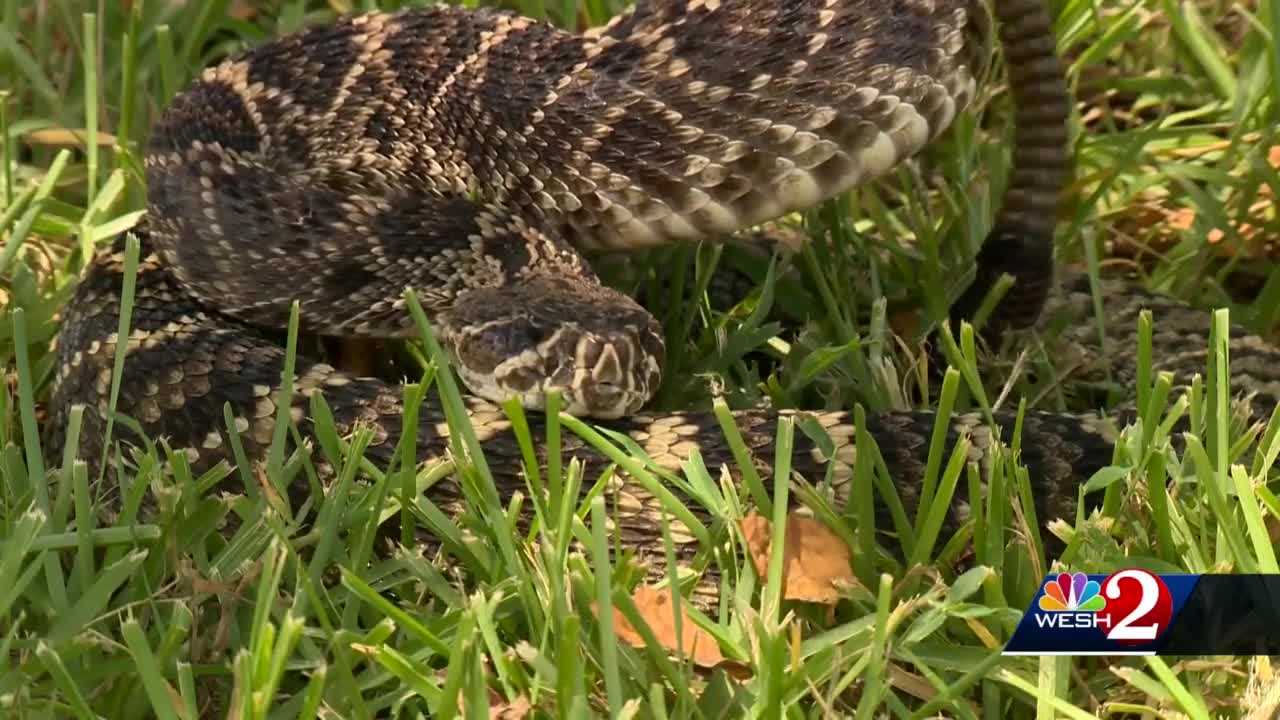 can rattlesnakes smell