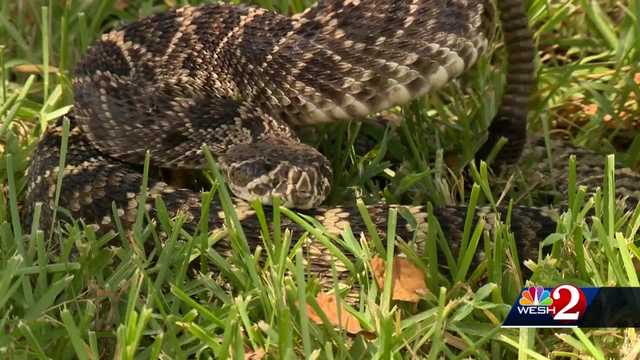 Be aware of active snake season in Florida - Vimarsana News