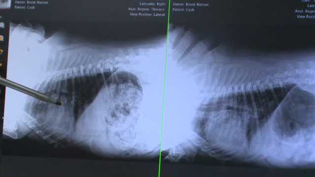 Iowa veterinarian prescribes COVID drug for mystery dog illness - Vimarsana News