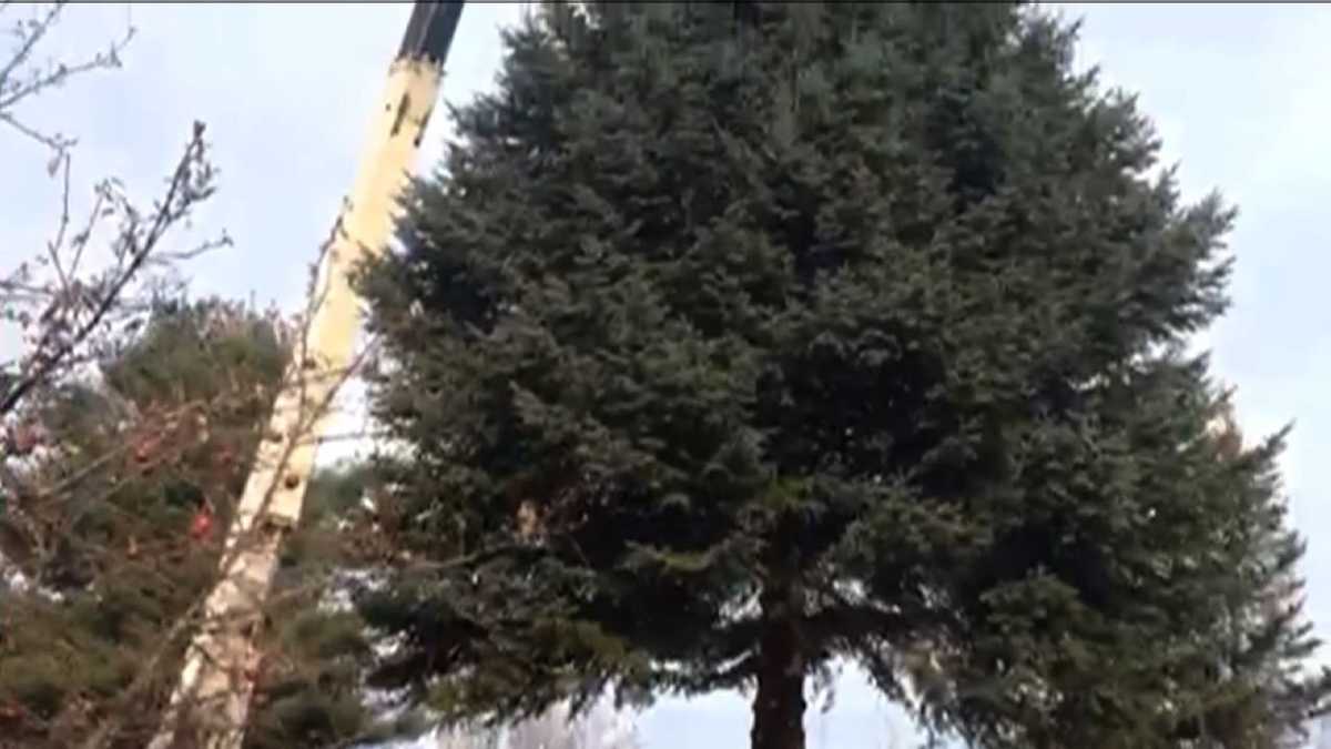 Statehouse Christmas tree has special meaning for Pittsford family