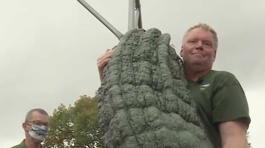 I Pulled It Off This Man Grew The Worlds Largest Zucchini To Date 