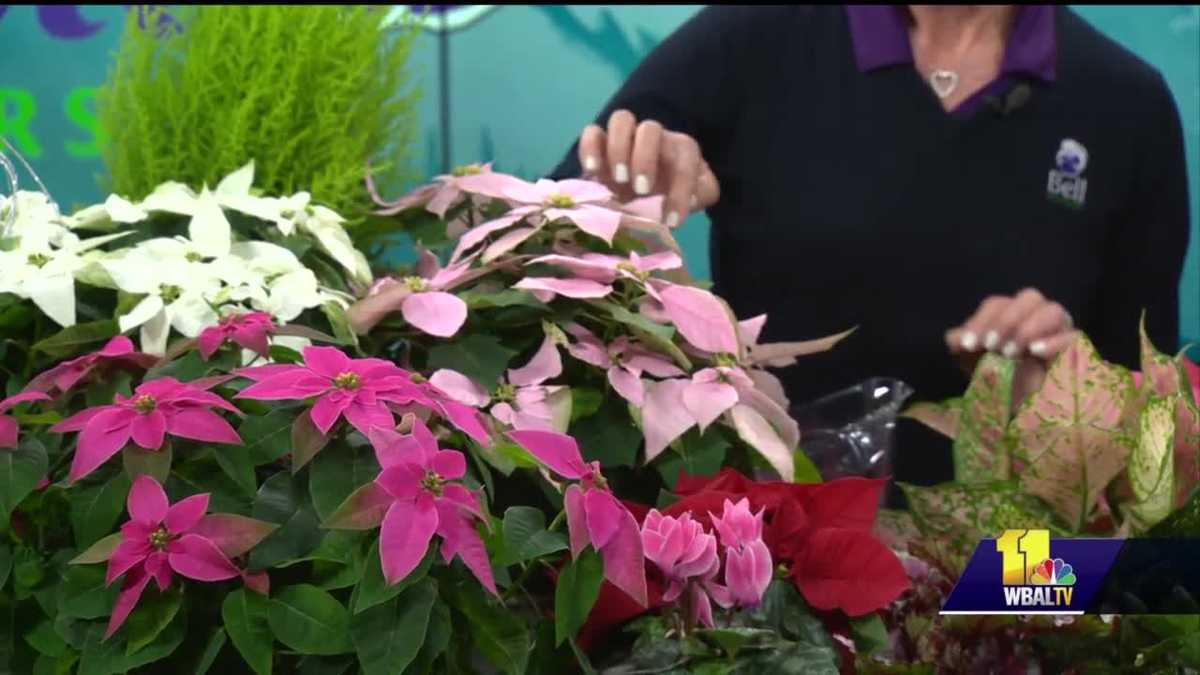 Bell Nursery shows off holiday plants