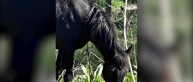 Three horses shot and killed in incident northeast of Berwyn - Vimarsana News