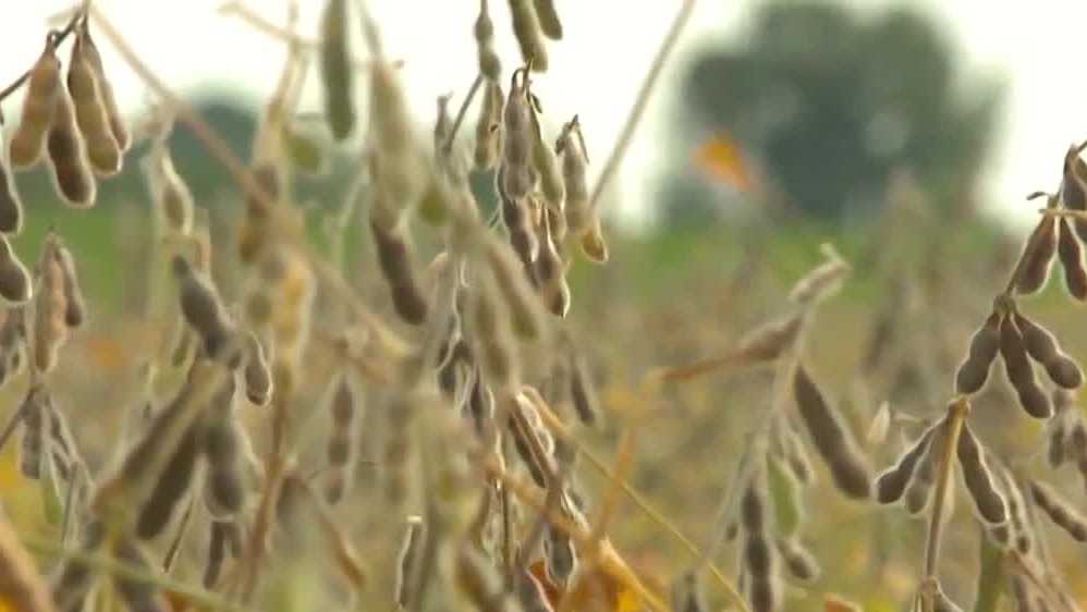 Iowa economist: China’s purchases boost markets, but major soybean gap remains