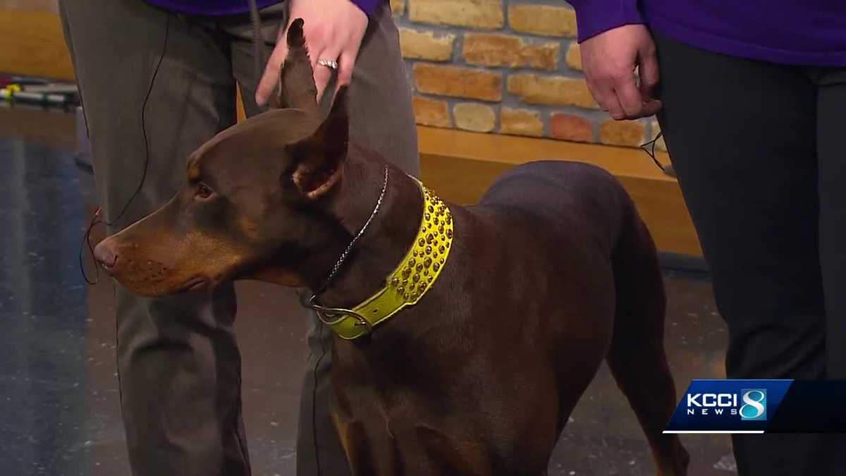 Top dogs headed to central Iowa to compete in dog show