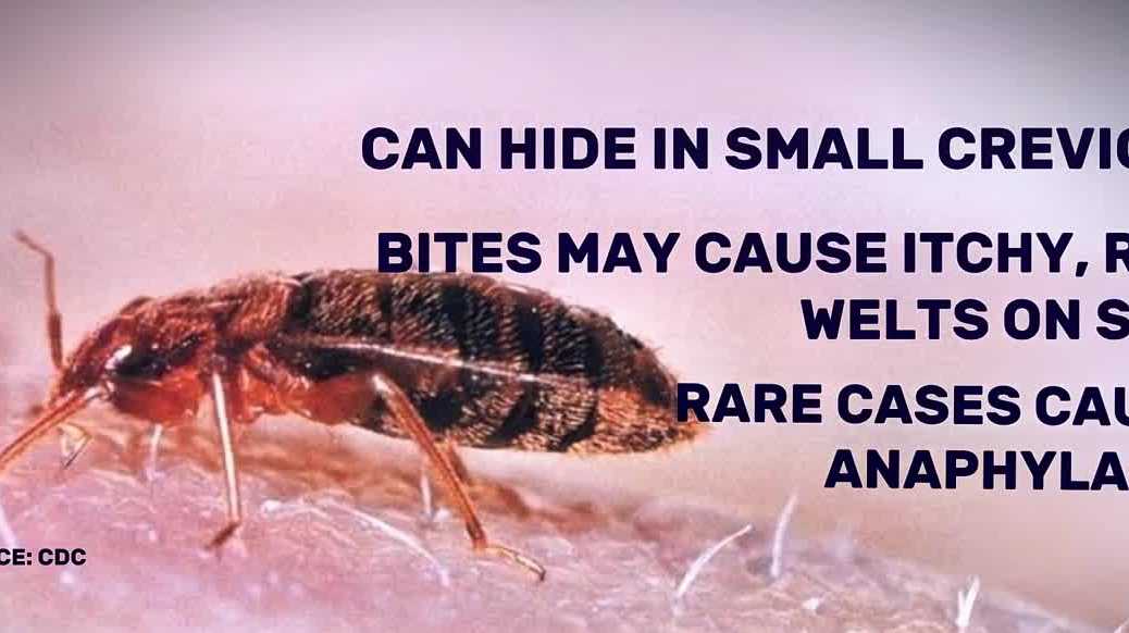 Bed bug discovery comes days before California's expanded return-to-office policy
